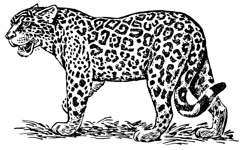 jaguar lineart