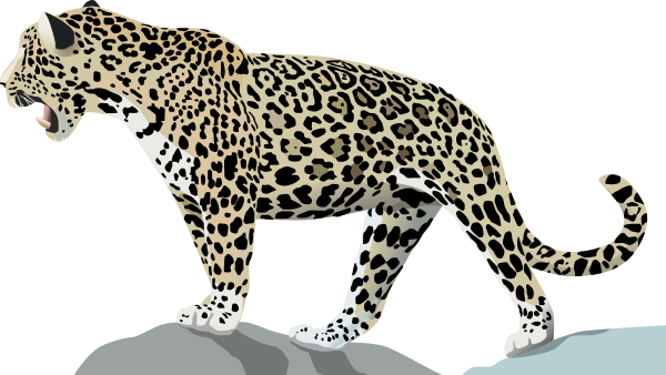 jaguar on rocks