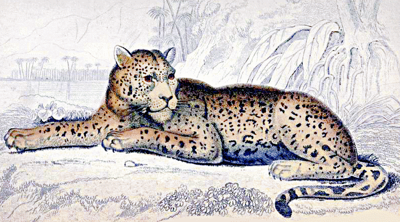 jaguar spot color