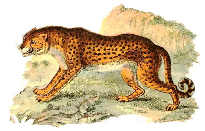 Hunting Leopard  Cynalurus jubatus