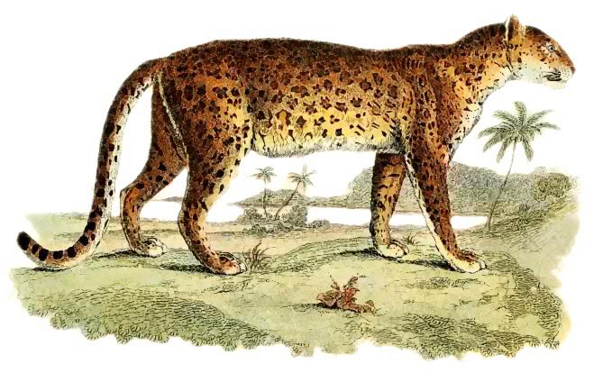 Leopard  Felis pardus