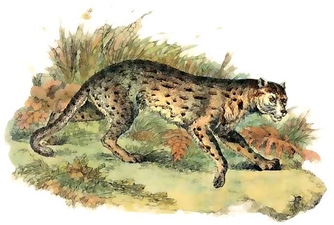 Leopard cat  Prionailurus bengalensis javanensis