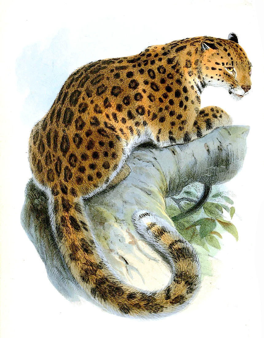 North-Chinese leopard  Panthera pardus japonensis