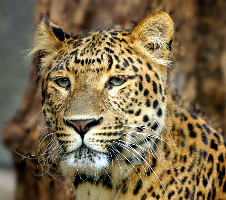 North China leopard  Panthera pardus japonensis