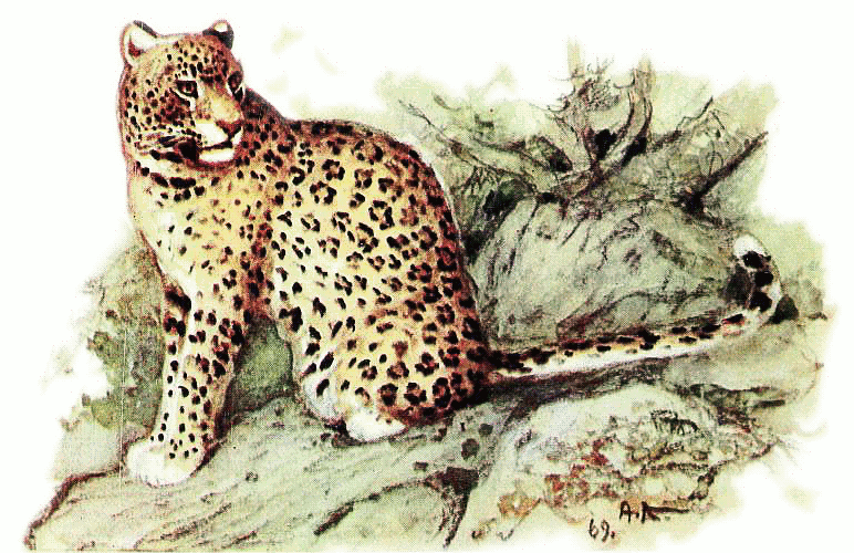 Persian leopard  Panthera pardus ciscaucasica