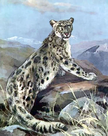 ounce aka snow leopard