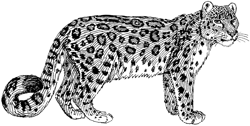 snow leopard lineart