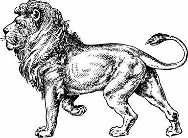 Lion BW sketch