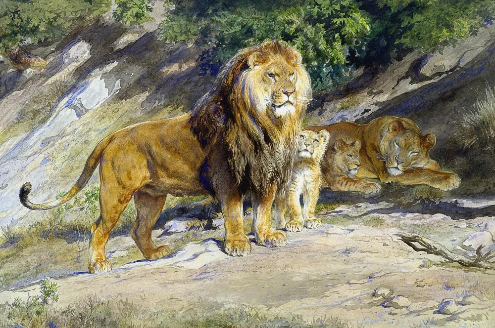 Lion watches