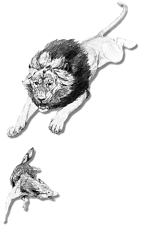 lion attacking wolf