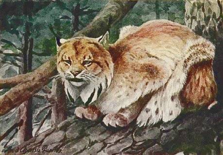 Lynx in tree photo