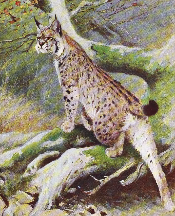 Lynx painting