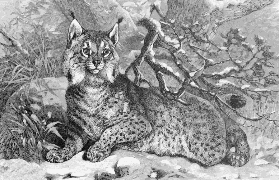 Polar lynx  Lynx vulgaris