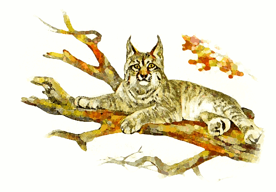 lynx in tree