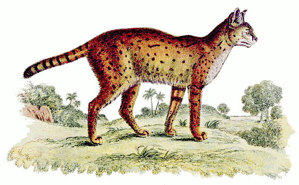 Serval cat  Felis serval