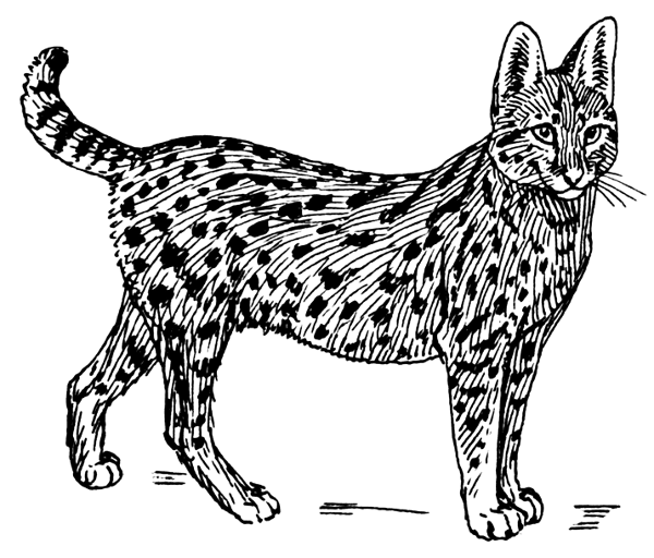 Serval cat lineart