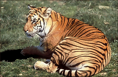 Bengal Tiger 2