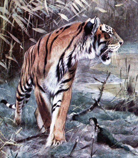 Bengal tiger 3