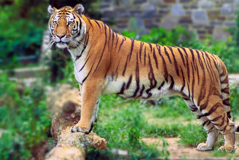 Bengal tiger  Panthera tigris tigris