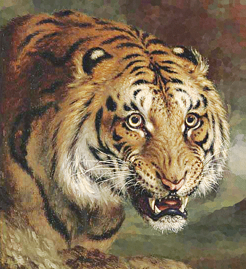 Bengal tiger face