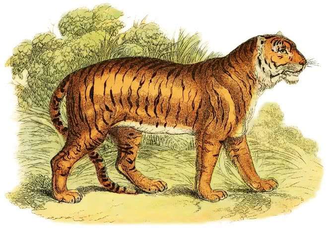 Tiger  Felis tigris