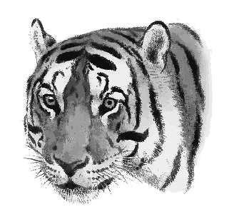 Tiger head 2