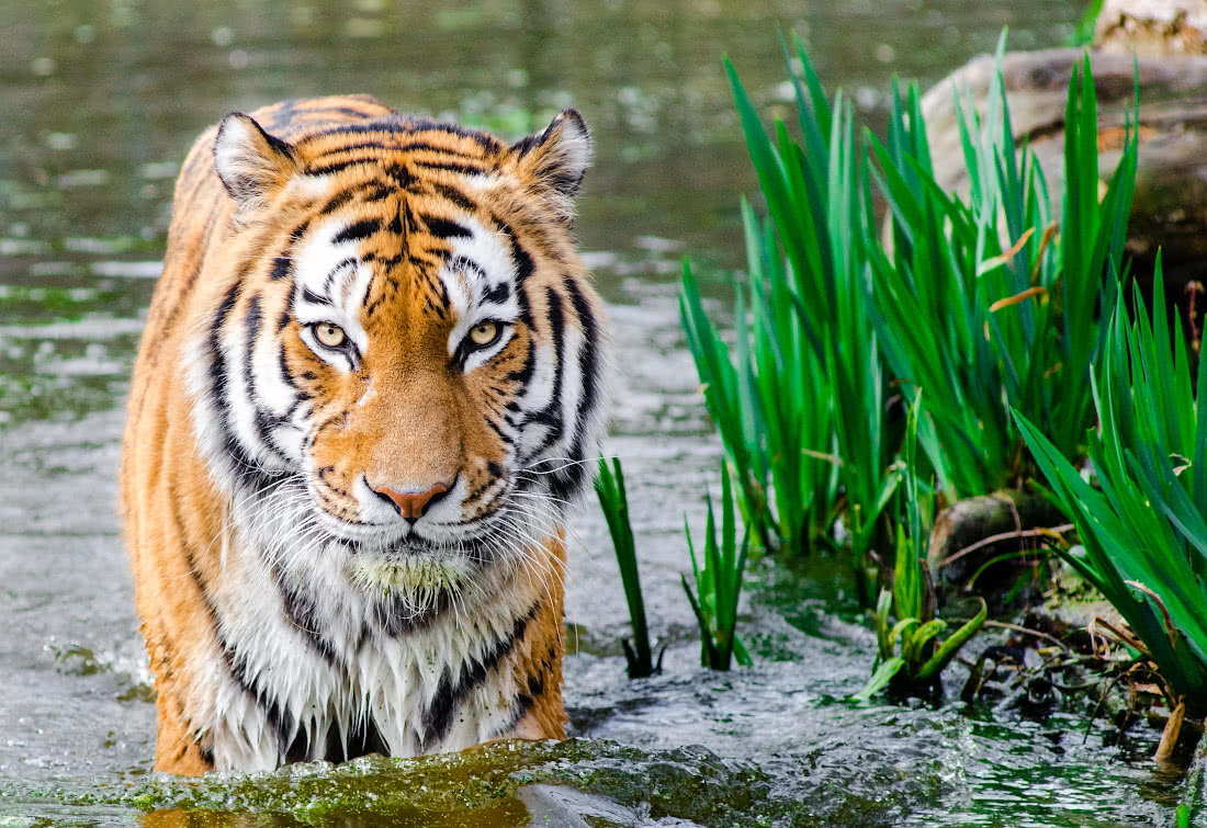 bengal tiger in water