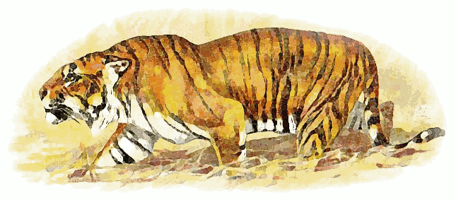 hunting tiger