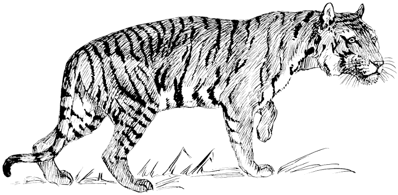 tiger lineart