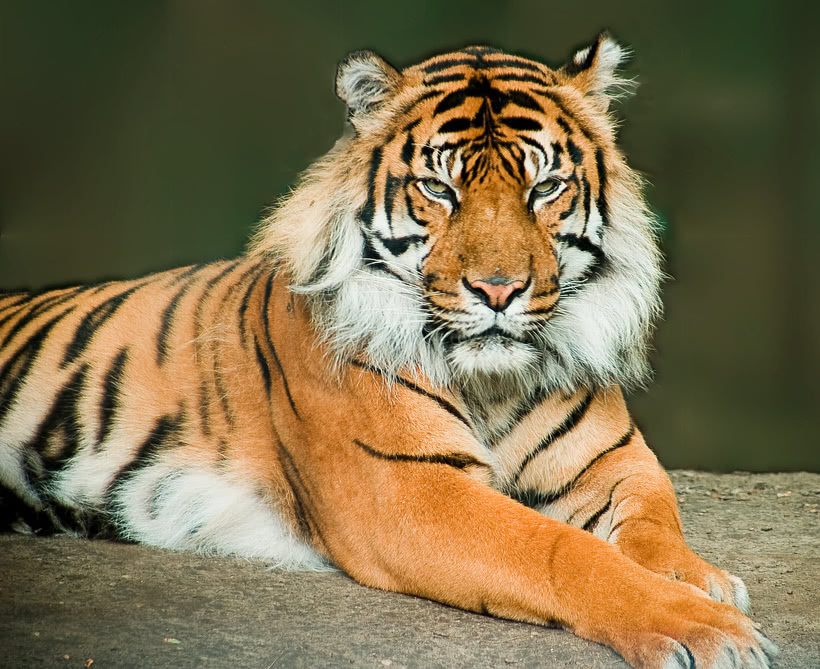 tiger sitting