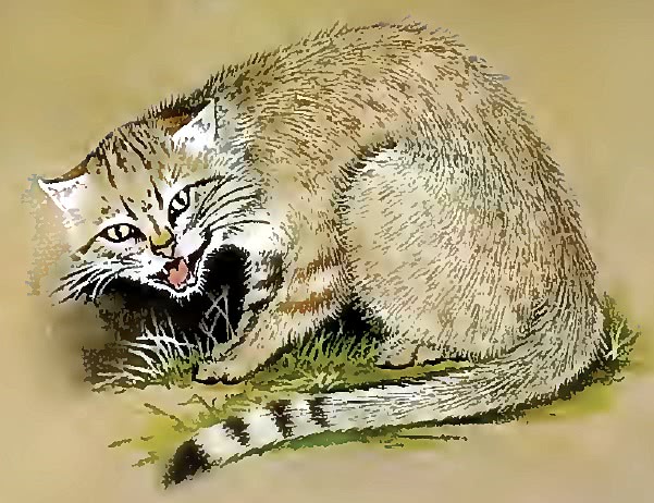 African wildcat clipart
