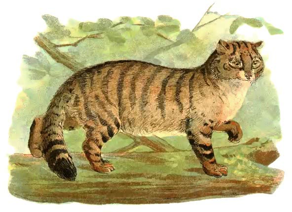 Wild cat  Felis catus