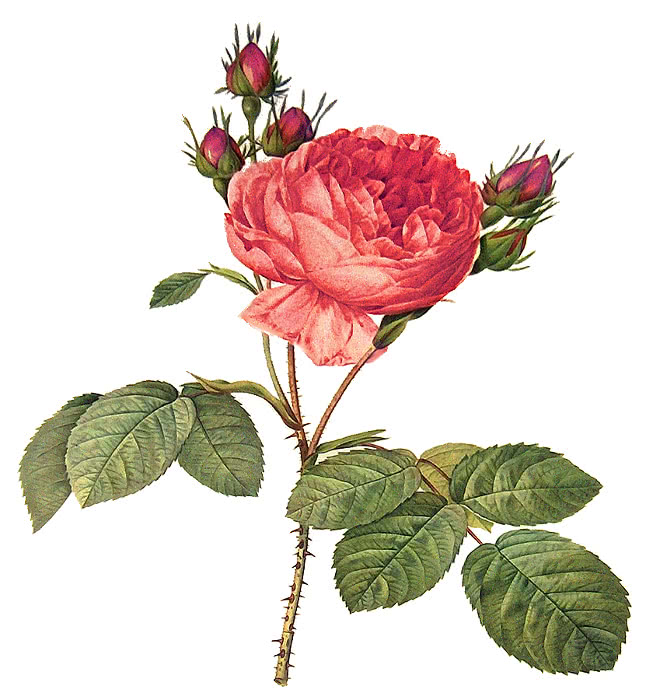 Роза столепестковая фото и описание
