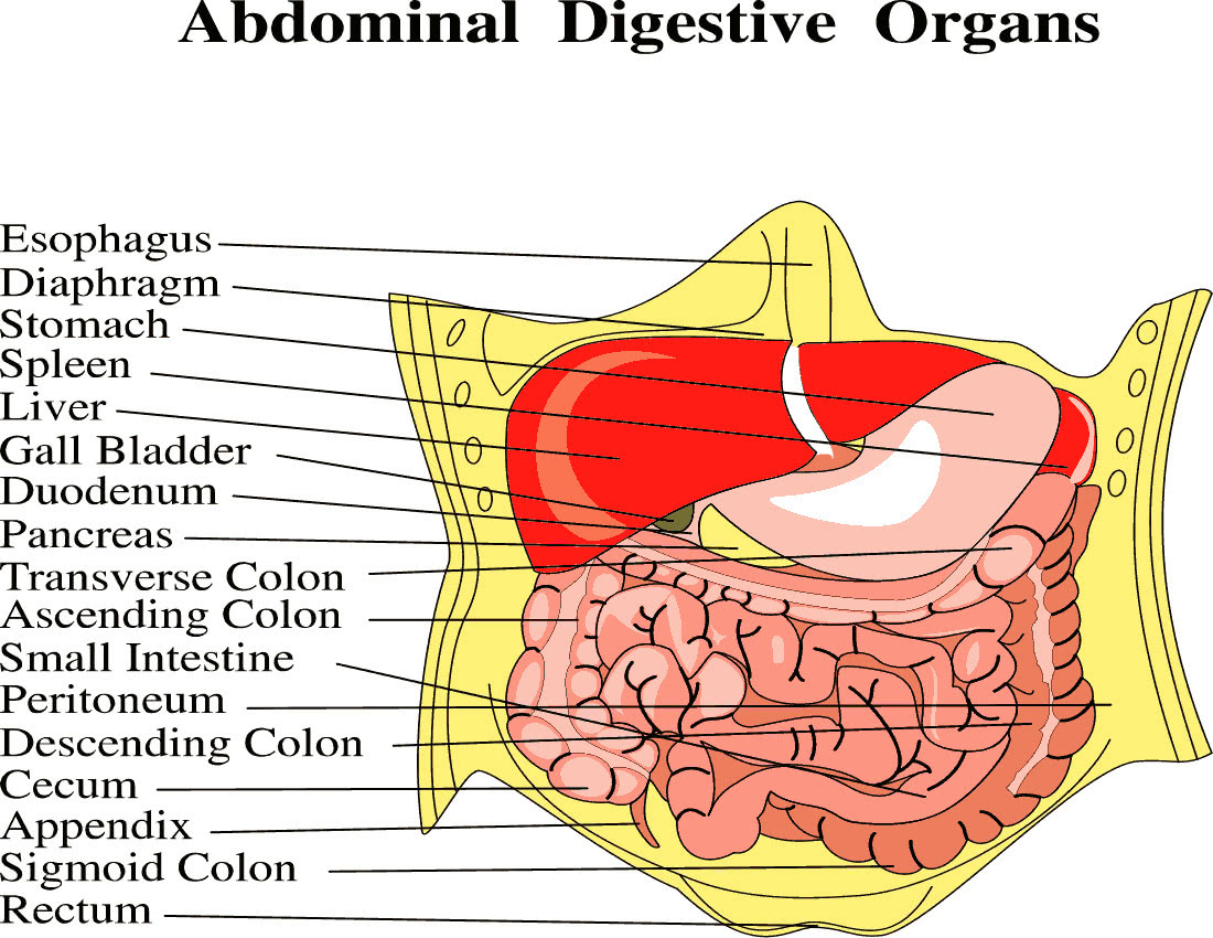 Abdominal Arterial Anatomy