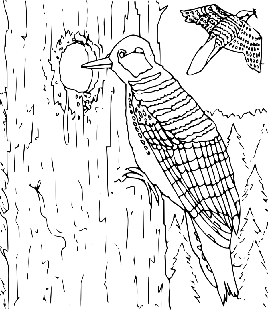 Coloring Book Woodpecker