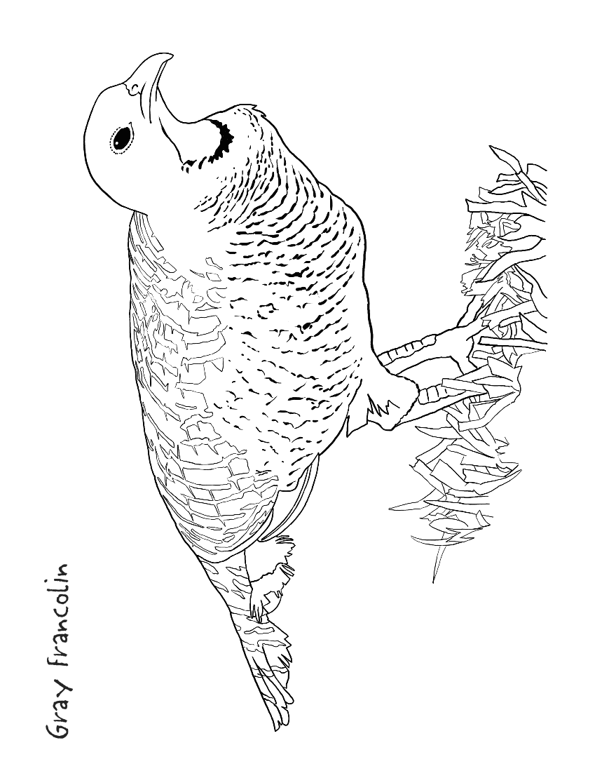 francolin coloring page