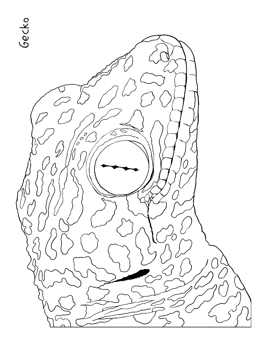 gecko coloring page