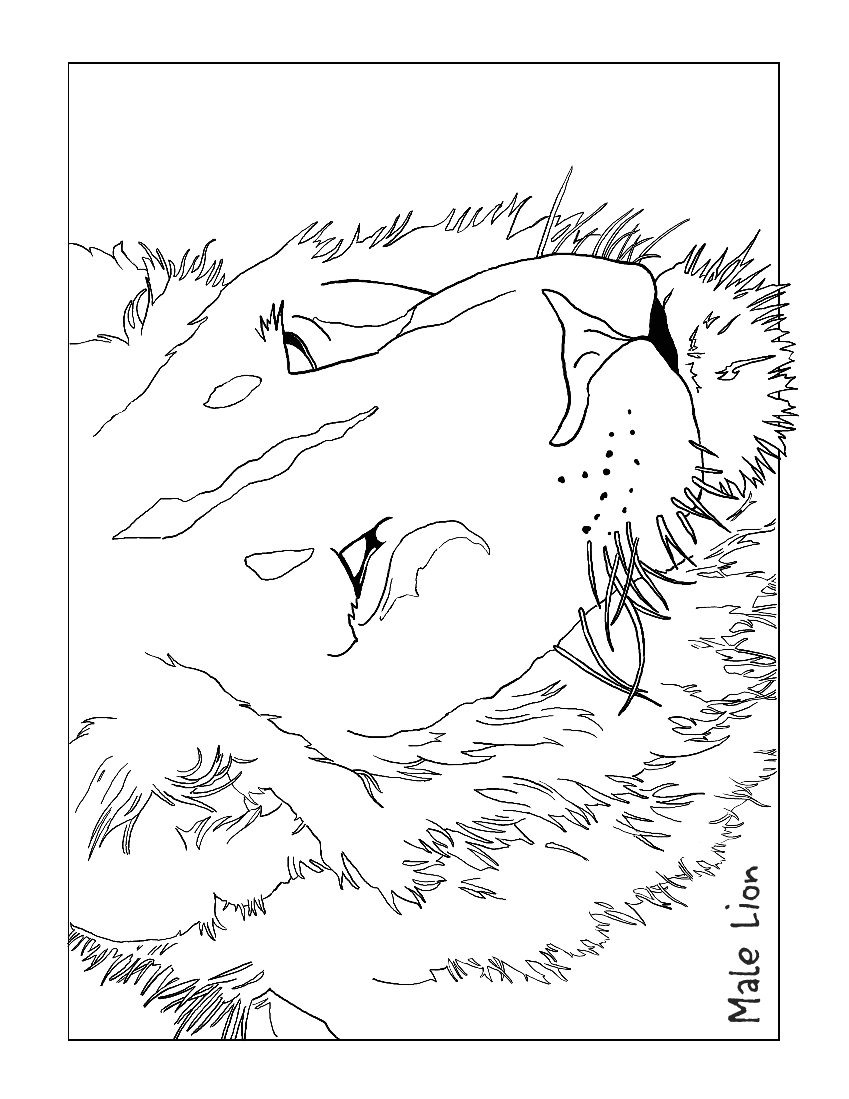 male lion coloring page
