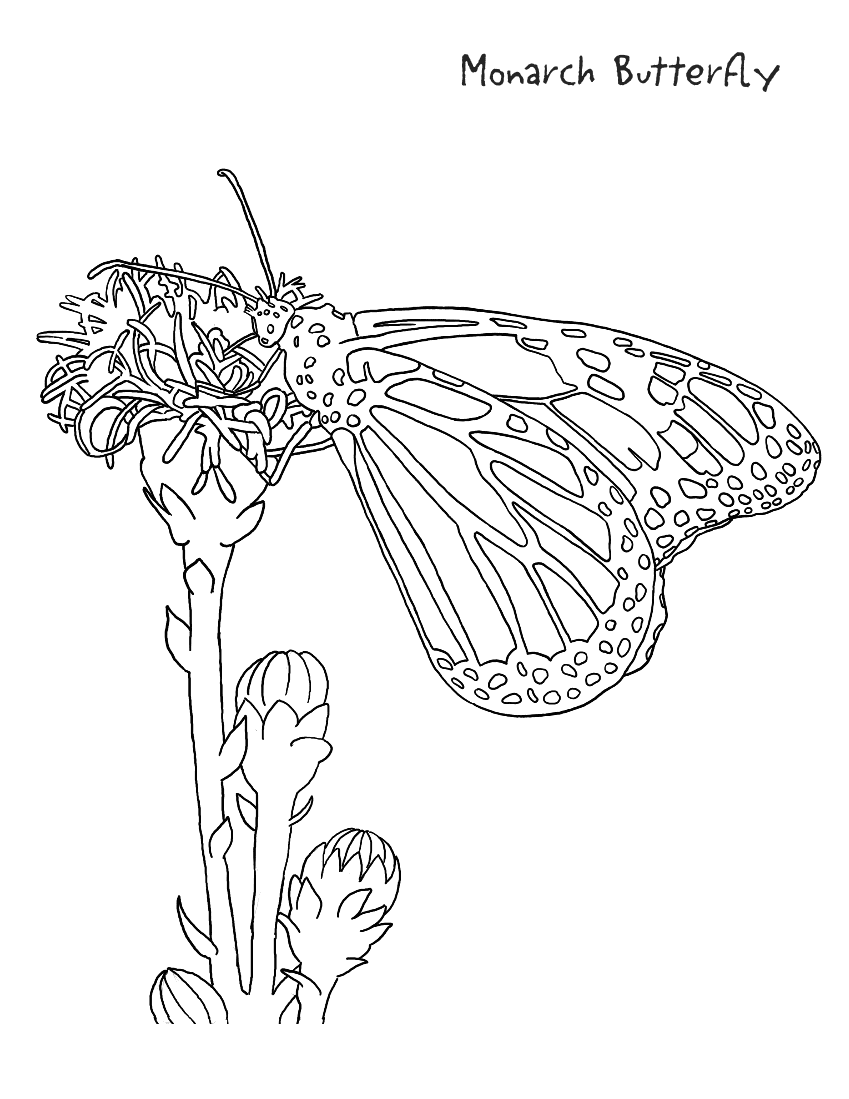 monarch coloring page