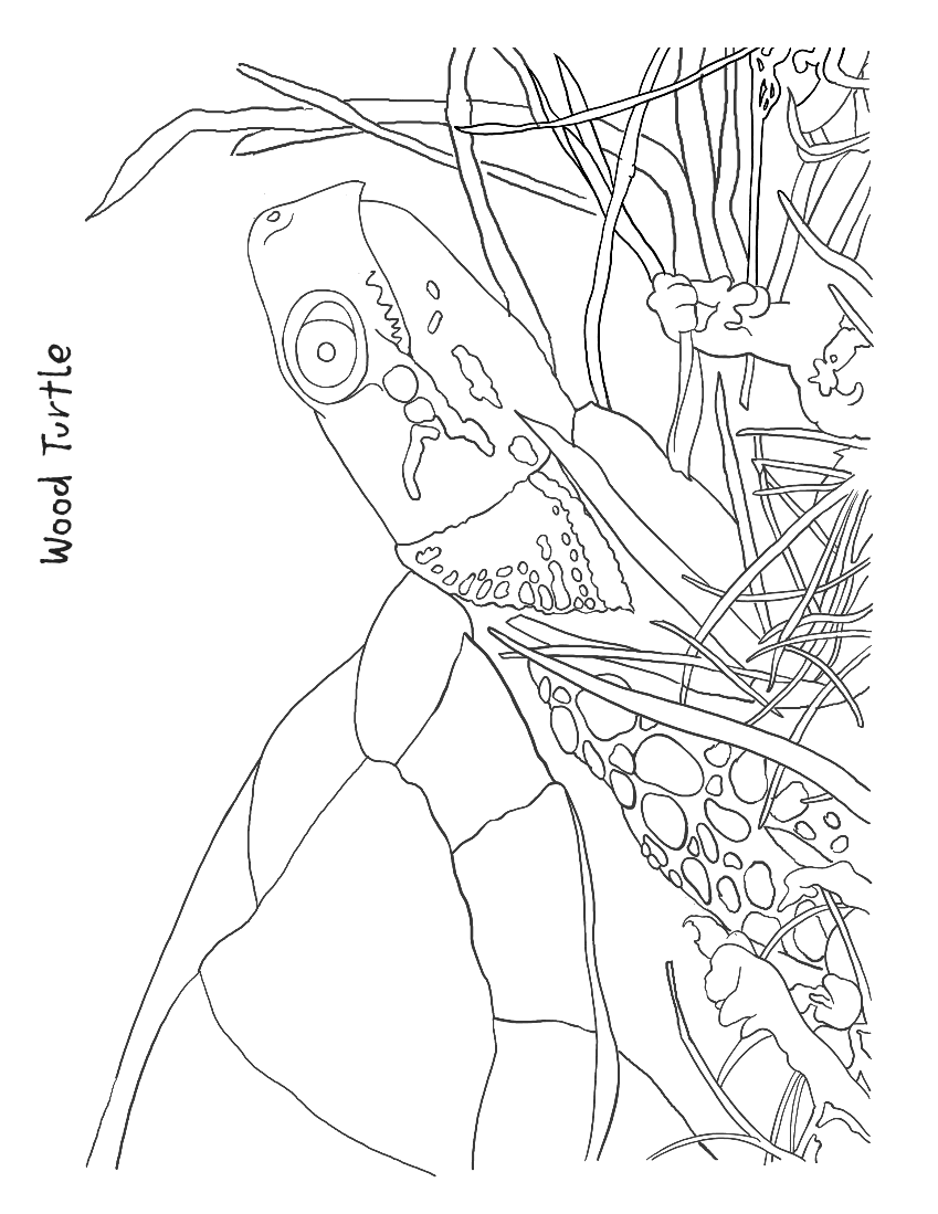 turtle coloring page