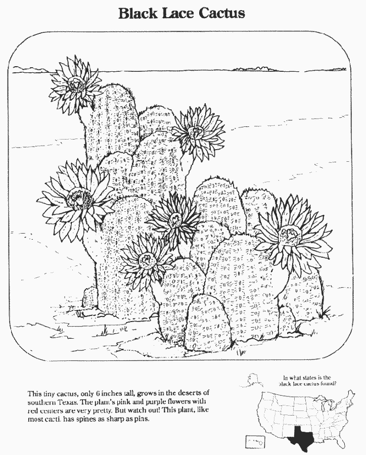 Black Laced Cactus