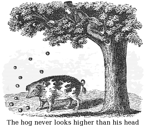 the hog never looks higher than his head