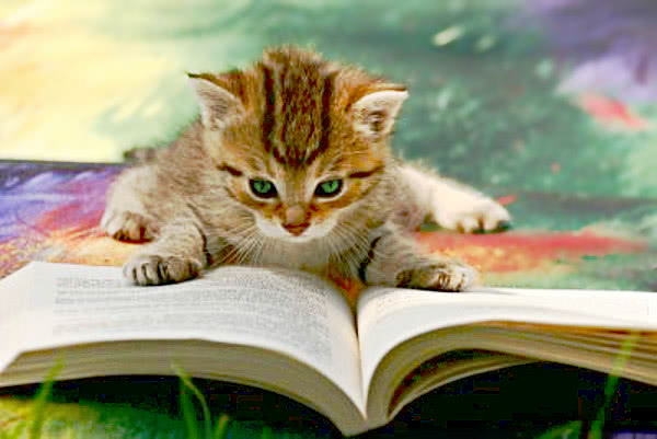 cat reading photo