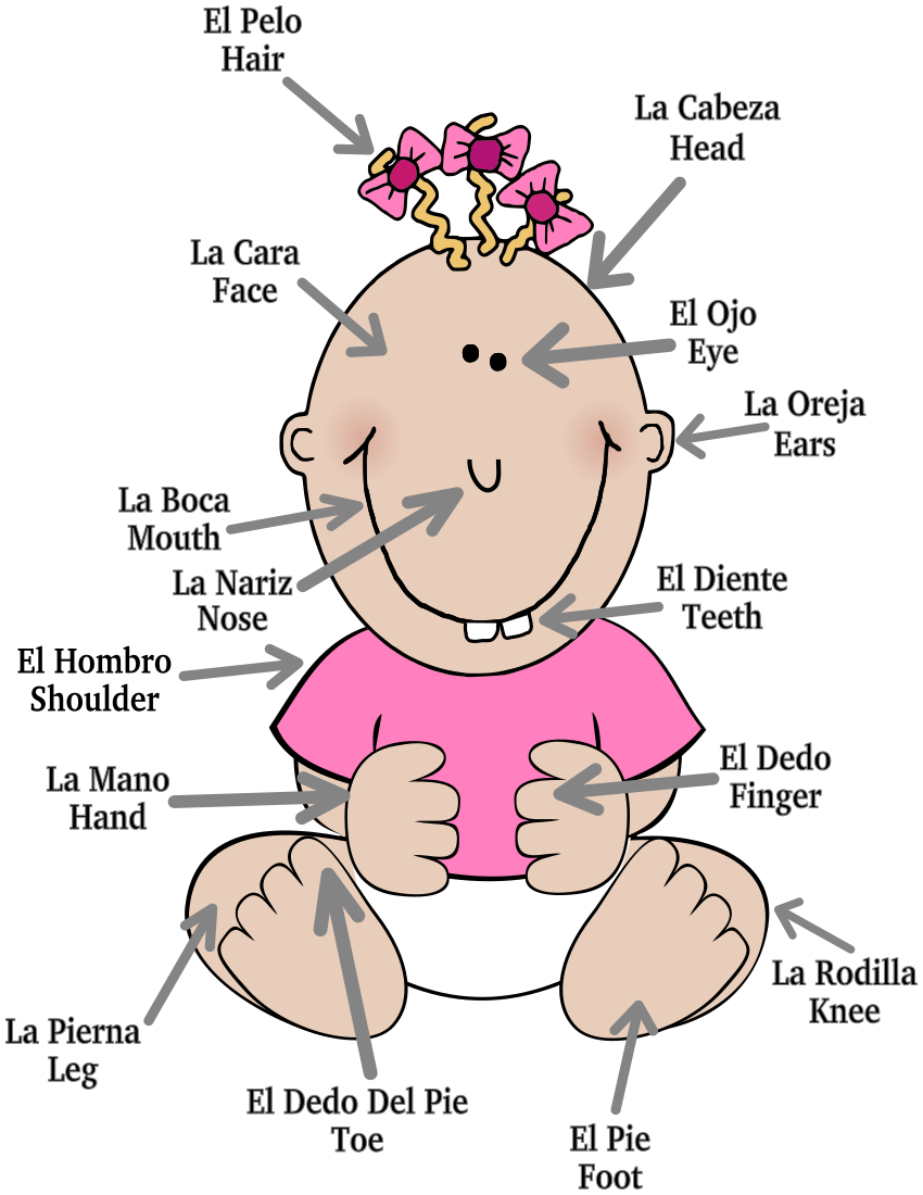 baby body parts English Spanish