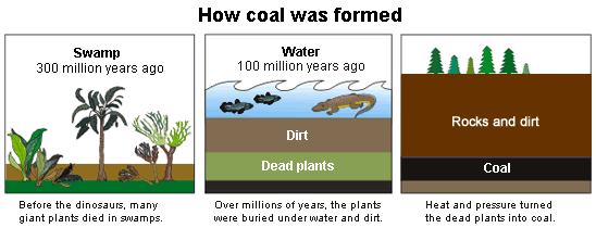 coal formation