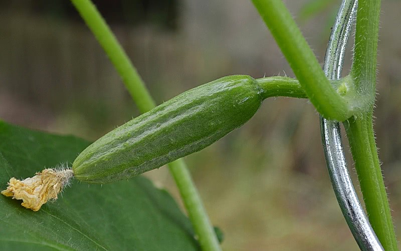 young pickling cucumber