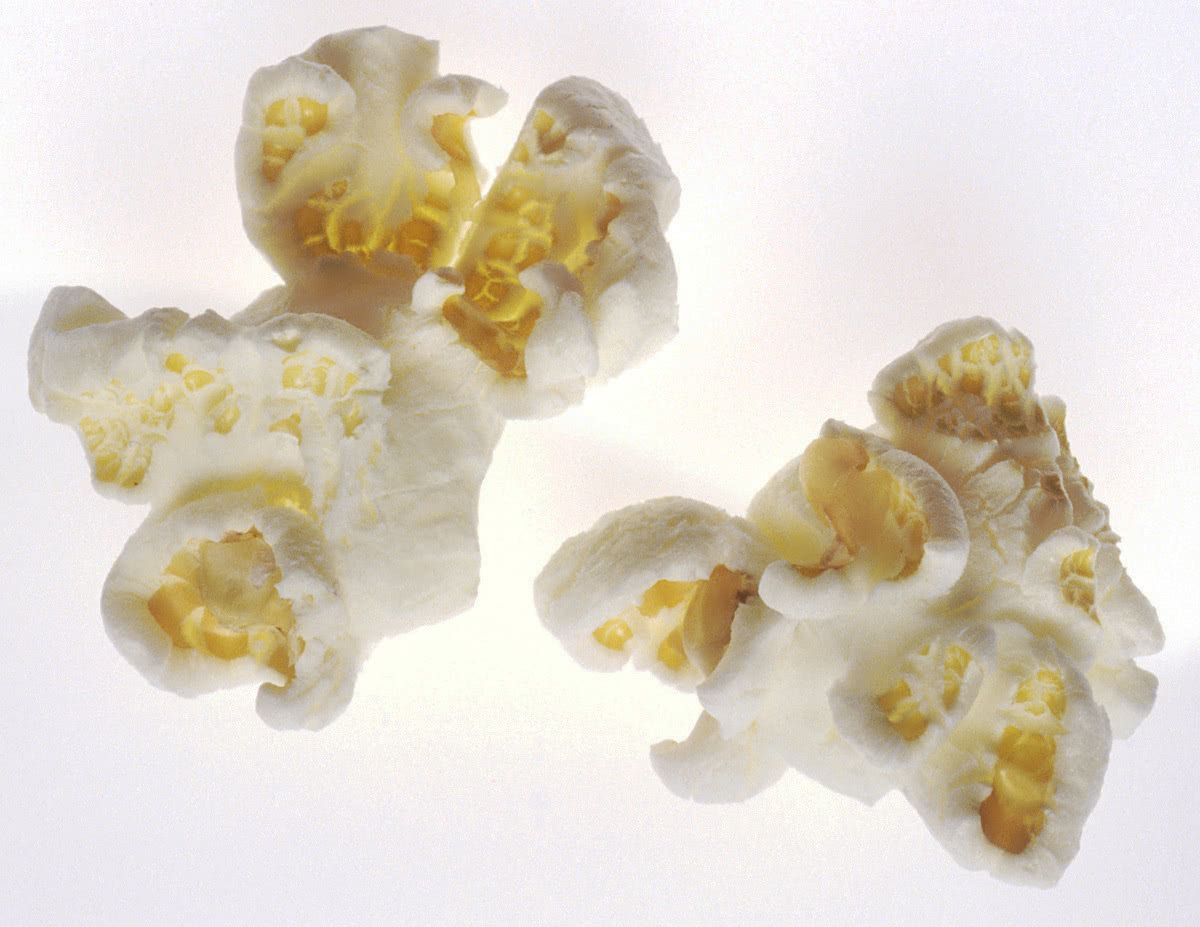 popcorn kernels large
