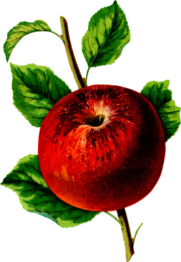 apple  Hubbardston Nonsuch