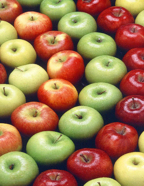 apple rows