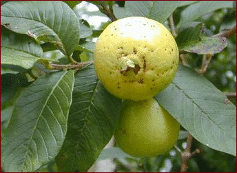 apple guava